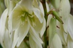 vignette Yucca gloriosa x recurvifolia