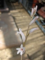 vignette Haworthia cymbiformis, fleurs