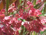 vignette Dodonaea viscosa 'Purpurea'