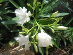 vignette Nerium oleander, laurier rose, fleur blanche double
