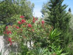 vignette Laurier rose en arbre - Nerium oleander, rouge