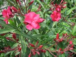 vignette Nerium oleander, laurier rose fleur rouge double