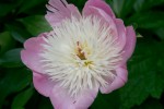 vignette Paeonia  lactiflora 'Bowl of Beauty'