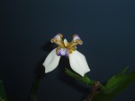 vignette neomarica (iris marcheur)