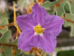 vignette Solanum pyracanthum fleure