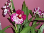 vignette orchide miltonia