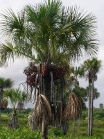 vignette mauritia flexuosa (palmier-bache)