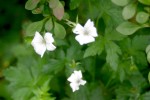 vignette Geranium x oxonianum 'Blanc des Burettes'