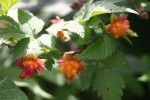 vignette Rubus spectabilis 'Olympic Double'