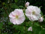 vignette Rosa Fimbriata