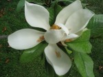 vignette fleur magnolia grandiflora