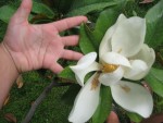 vignette fleur magnolia grandiflora photo2