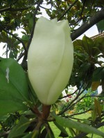 vignette fleur magnolia grandiflora non panouie