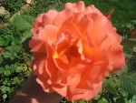 vignette rose orange