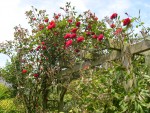 vignette Rosa Guirlande Fleurie