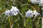 vignette Solanum laxum