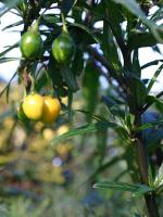 vignette Solanum laciniatum