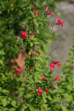 vignette Salvia microphylla var. microphylla