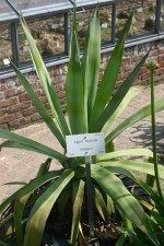 vignette Agave sisalana