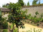 vignette le fortunella japonica (kumquat)