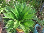 vignette Cycas revoluta - jeunes feuilles 2