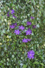 vignette Clematis 'The President'.