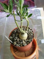 vignette pachypodium succulentum