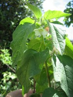 vignette physalis, amour en cage, fleur