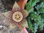 vignette Stapelia variegata = Orbea variegata