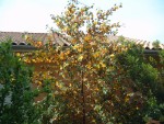 vignette Fremontodendron californicum en fleurs
