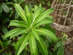 vignette Euphorbia stygiana, euphorbe