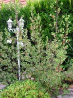 vignette arbuste luberon Rhamnus alaternus 2