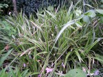 vignette Carex morrowii 'Variegata'
