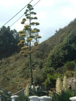vignette agave en pleine floraison prs de Brest