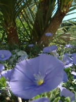 vignette convolvulus mauritanicus + cordyline