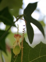 vignette Passiflora suberosa