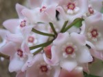 vignette Hoya shepherdii = Hoya longifolia ?