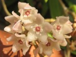 vignette hoya, fleurs et gouttelettes