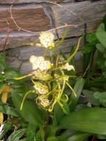 vignette brassia hybride