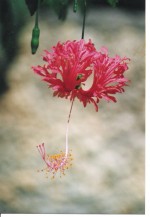 vignette hibiscus schizopetalus
