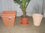 vignette Pots + palmier