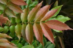 vignette Meliosma pinnata ssp. arnottiana var. oldhamii