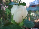 vignette Gossypium - cotonnier 7 la fleur blanche