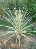 vignette cordyline torbay dazzler