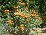 vignette Leonotis leonorus