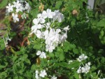 vignette Plumbago capensis blanc