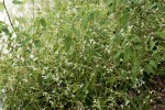 vignette Euphorbia hypericifolia ‘Diamond Frost’