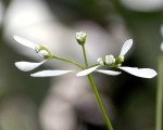 vignette Euphorbia hypericifolia ‘Diamond Frost’ (Fleurs)