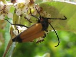 vignette Corymbia rubra ? ou Longicorne (Phymatodes testaceus) ???