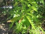vignette Gleditsia triacanthos, toutes petites feuilles
